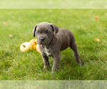 Puppy Bonnie Cane Corso