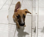 Small #17 Labrador Retriever Mix