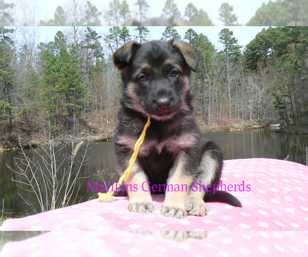 Medium Photo #4 German Shepherd Dog Puppy For Sale in PIEDMONT, MO, USA