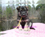 Small #3 German Shepherd Dog