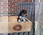 Small #29 Beagle