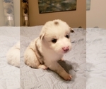 Small Photo #39 Australian Shepherd Puppy For Sale in HERNANDO, MS, USA