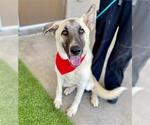 Small #1 Anatolian Shepherd Mix