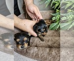 Small #4 Yorkshire Terrier