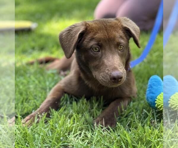 Medium Photo #4 Labrador Retriever-Unknown Mix Puppy For Sale in Yardley, PA, USA