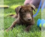 Small #3 Labrador Retriever Mix