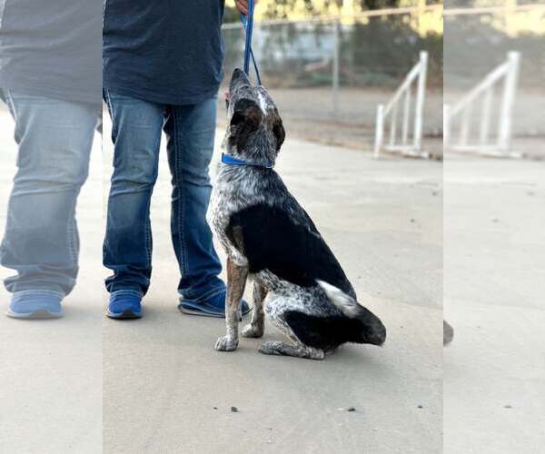 Medium Photo #3 Mutt Puppy For Sale in Paso Robles, CA, USA