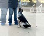 Small Photo #3 Mutt Puppy For Sale in Paso Robles, CA, USA