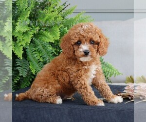 Cavapoo Puppy for sale in NARVON, PA, USA