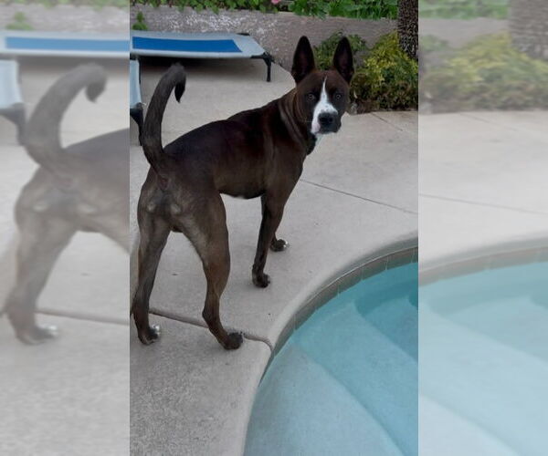 Medium Photo #1 American Boston Bull Terrier Puppy For Sale in San Diego, CA, USA