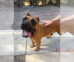 Small #1 Presa Canario