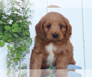 Goldendoodle (Miniature) Puppy for sale in SHILOH, OH, USA
