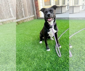Ember - Female American Staffordshire Terrier-Unknown Mix Dog for Adoption - Photo #9
