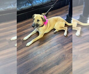 Labrador Retriever-Unknown Mix Dogs for adoption in Mt. Laurel, NJ, USA