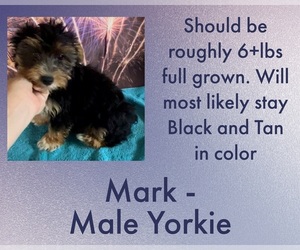 Yorkshire Terrier Puppy for sale in AZLE, TX, USA