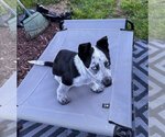 Small Photo #4 Border Collie-Unknown Mix Puppy For Sale in Paso Robles, CA, USA