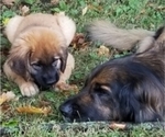 Small Photo #18 Leonberger-Saint Bernard Mix Puppy For Sale in BATH, NY, USA