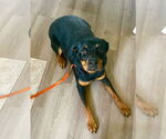 Small #1 Rottweiler Mix