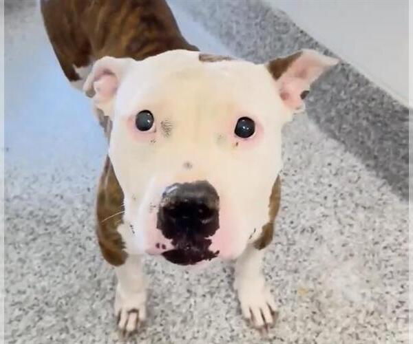 Medium Photo #2 American Pit Bull Terrier-Unknown Mix Puppy For Sale in Houston, TX, USA