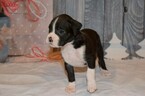 Small Photo #38 Boxer Puppy For Sale in CHILHOWEE, MO, USA