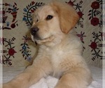 Small Golden Labrador-Poodle (Standard) Mix
