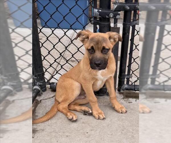 Medium Photo #1 German Shepherd Dog-Unknown Mix Puppy For Sale in Tulsa, OK, USA