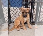Small German Shepherd Dog Mix