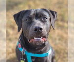 Small #40 American Pit Bull Terrier Mix