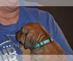 Small #94 Rhodesian Ridgeback