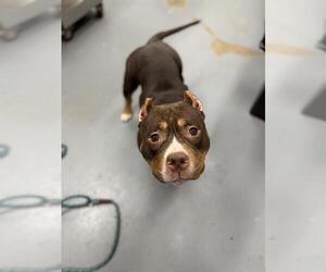 Mutt Dogs for adoption in Peoria, IL, USA