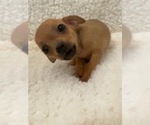 Small Photo #1 Chihuahua Puppy For Sale in AURORA, CO, USA