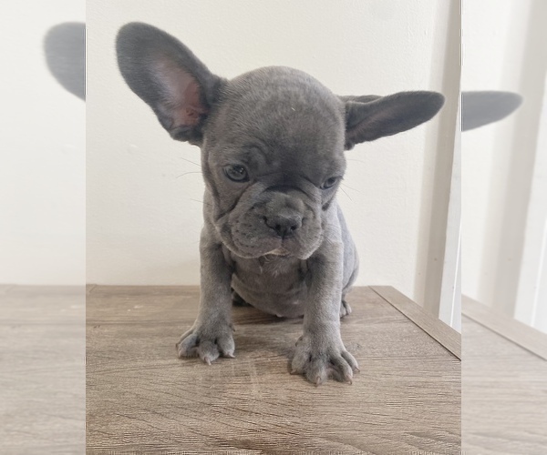 Medium Photo #4 French Bulldog Puppy For Sale in NEW MILFORD, CT, USA