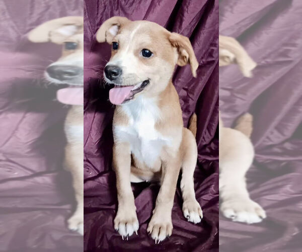 Medium Photo #1 Labrador Retriever-Unknown Mix Puppy For Sale in Jefferson, NJ, USA