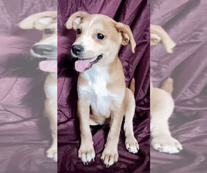 Labrador Retriever-Unknown Mix Dogs for adoption in Jefferson, NJ, USA