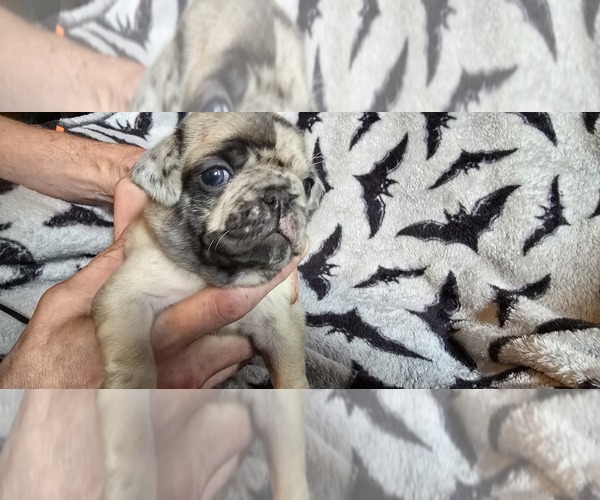 Medium Photo #3 Pug Puppy For Sale in SEYMOUR, IN, USA