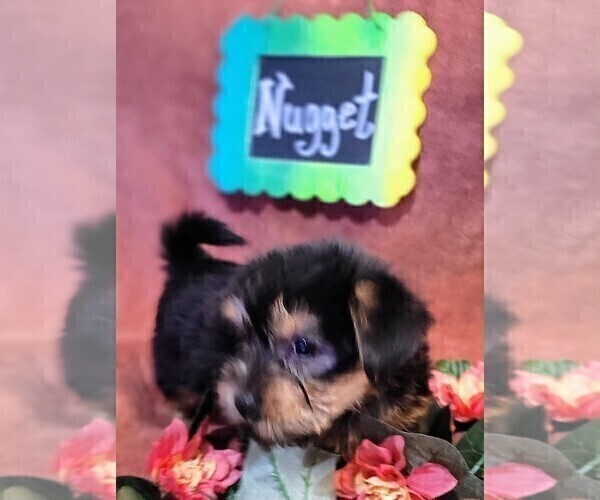 Medium Photo #5 Yorkshire Terrier Puppy For Sale in AKRON, OH, USA
