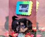 Small Photo #5 Yorkshire Terrier Puppy For Sale in AKRON, OH, USA