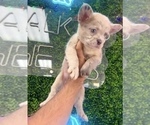 Small #7 French Bulldog