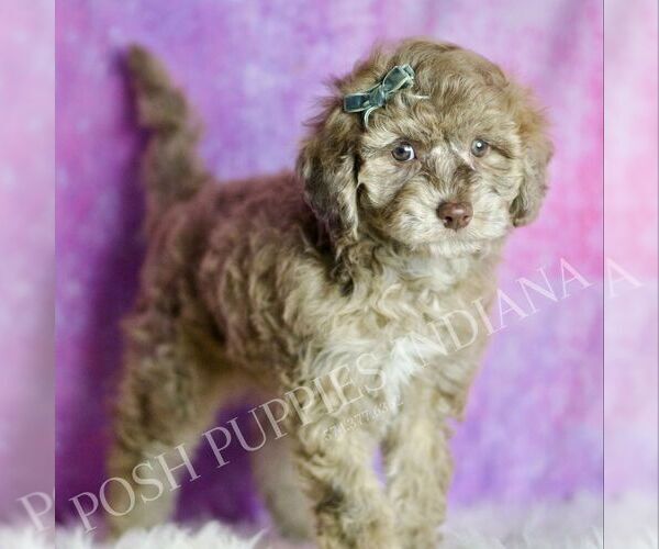 Medium Photo #4 Maltipoo (Miniature) Puppy For Sale in WARSAW, IN, USA