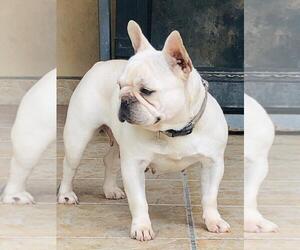 Mother of the French Bulldog puppies born on 05/30/2022