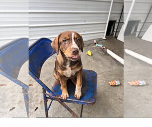 Mountain Cur-Unknown Mix Dogs for adoption in Tracy City, TN, USA