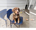 Roxy - Female Mountain Cur-Unknown Mix Dog for Adoption - Small photo