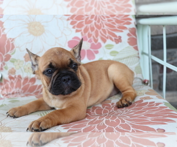 Medium Photo #4 Faux Frenchbo Bulldog Puppy For Sale in SHILOH, OH, USA