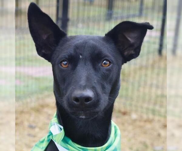 Medium Photo #1 Mutt Puppy For Sale in San Antonio, TX, USA