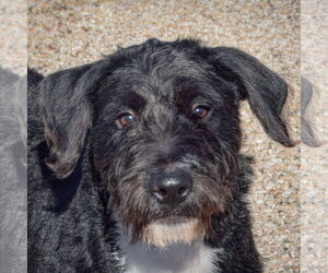 Turtle - Male Mutt Dog for Adoption - Photo #4