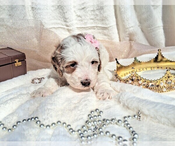 Medium Photo #51 Goldendoodle (Miniature) Puppy For Sale in GASTONIA, NC, USA