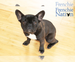 Small Photo #2 French Bulldog Puppy For Sale in LAWRENCEVILLE, GA, USA
