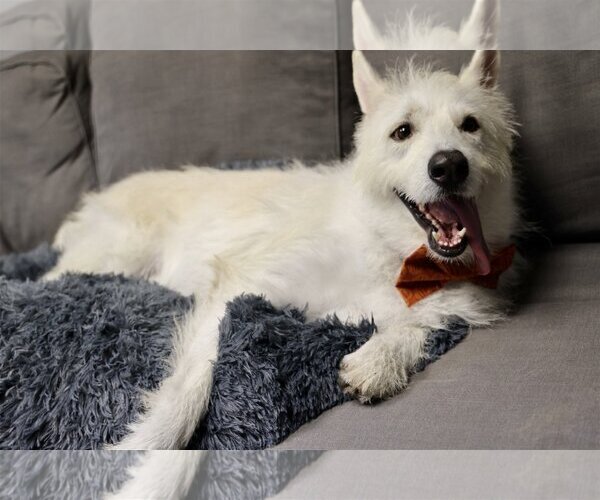 Medium Photo #12 Mutt Puppy For Sale in Brooklyn Center, MN, USA