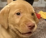 Puppy Puppy 1 Tipper Labrador Retriever