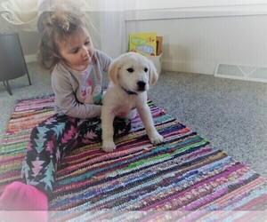 English Cream Golden Retriever Puppy for sale in DUNDEE, OH, USA
